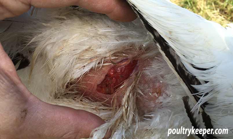 Spur wound on hen