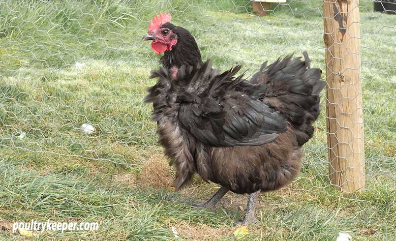 Australorp hen moulting