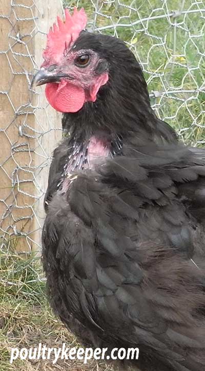 Chicken Moulting Showing New Feathers