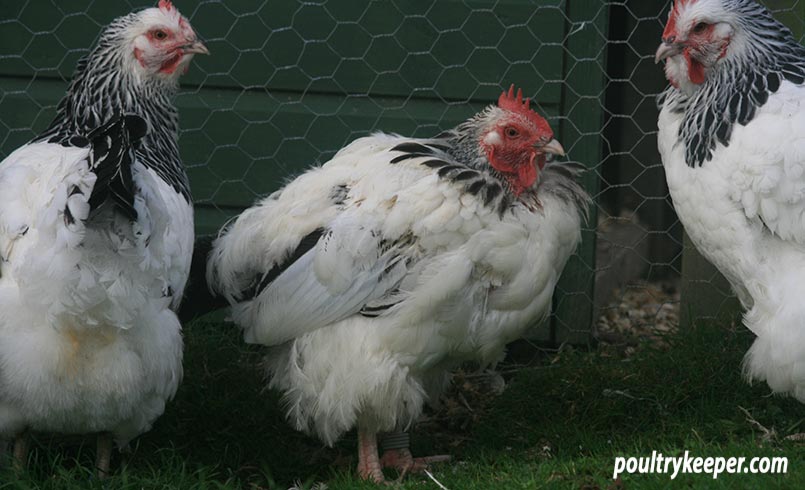 chickens moulting