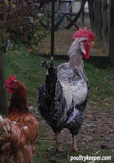 Cream Legbar cock moulting