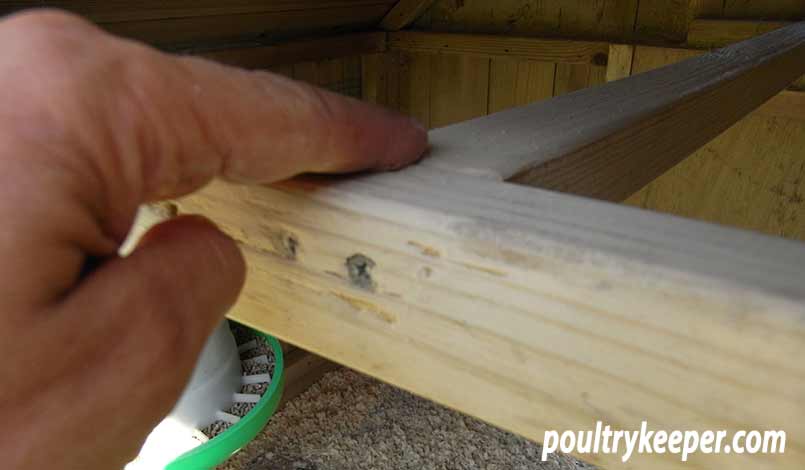 Rubbing Diatomatious Earth into a chicken house perch