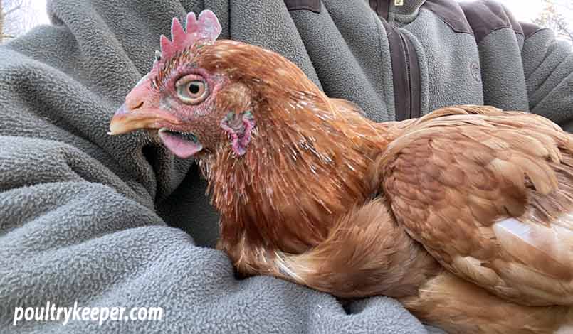 Dog killed chicken outlet can i eat it