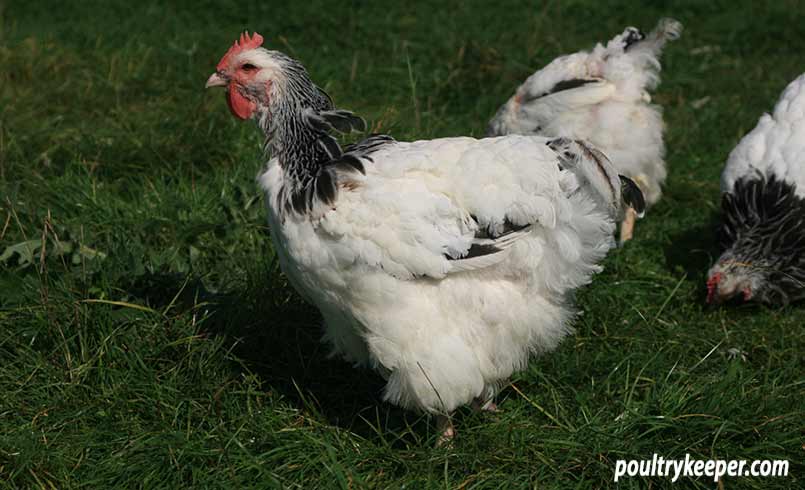 Light Sussex hen moulting