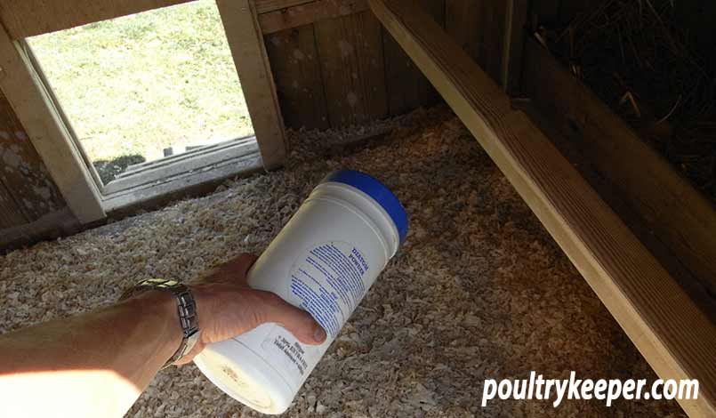 Sprinkling Diatomaceous Earth in a Chicken House