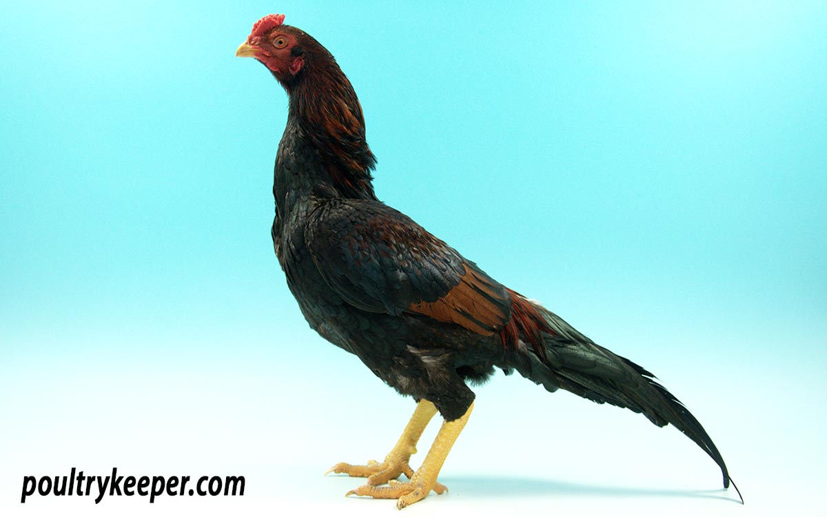 Temperament of different chicken breeds