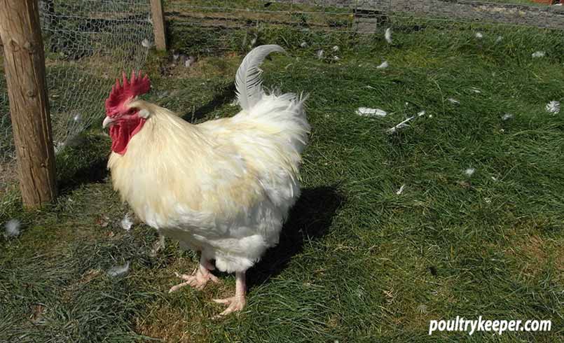 White Orpington Cock Moulting