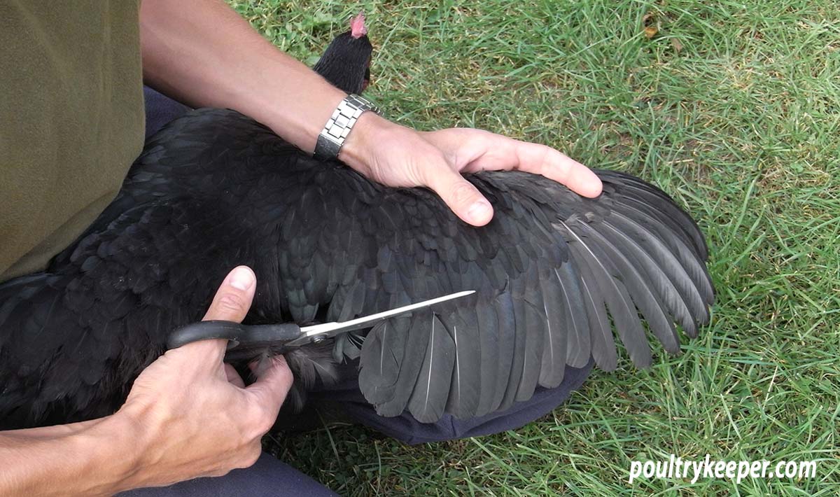 How to clip a chickens wing