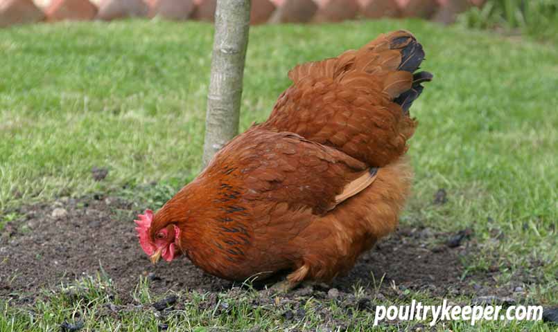 Chicken Foraging