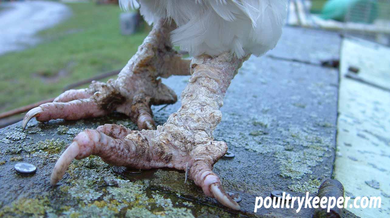 Chicken with Scaly Leg Mites