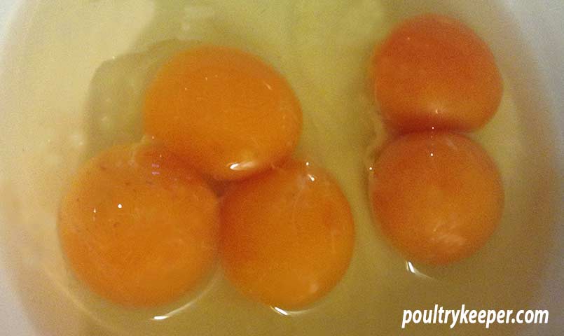 Double and Triple Yolk Eggs