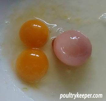 https://poultrykeeper.com/wp-content/uploads/2009/12/Egg-inside-an-egg.jpg