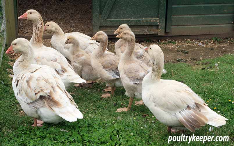 Geese Caring for Goslings