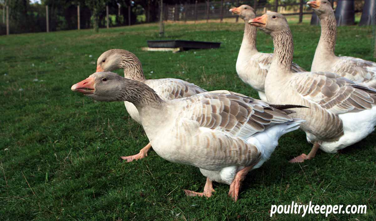 Vancouver woman allowed to keep guinea fowls for 'pure joy of