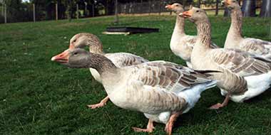 Introducing New Geese