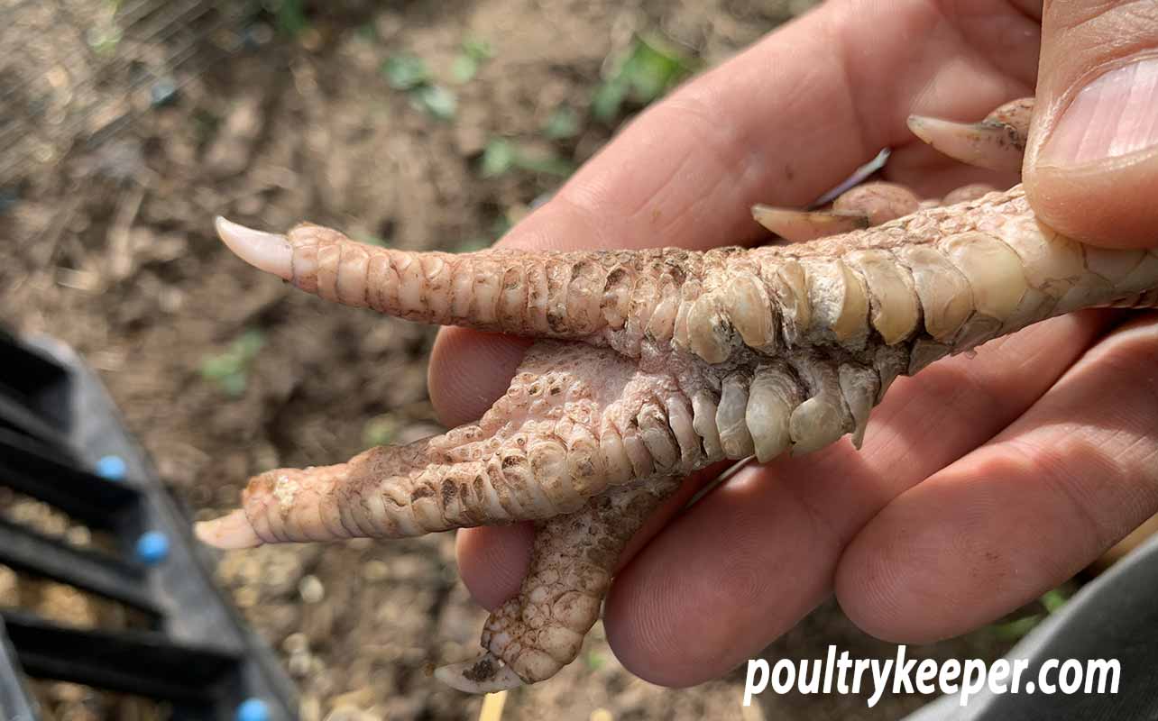 Scaly Leg Mites in Chickens Feet