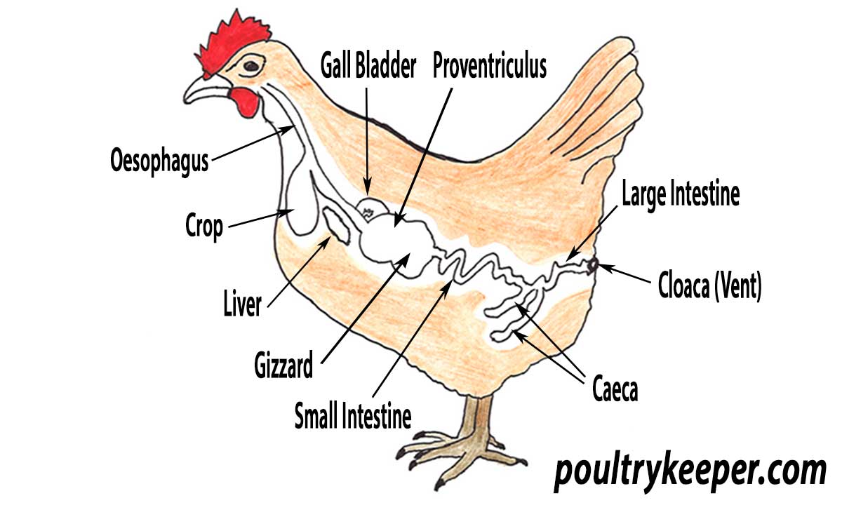 chicken digestive system