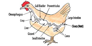 What is the Crop of a Bird?: Crop Anatomy: Avian Digestive System