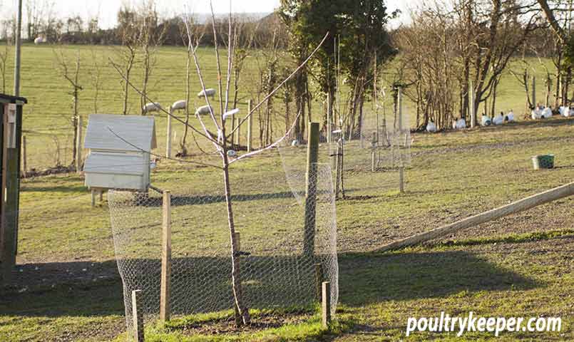 Will Geese Damage Fruit Trees