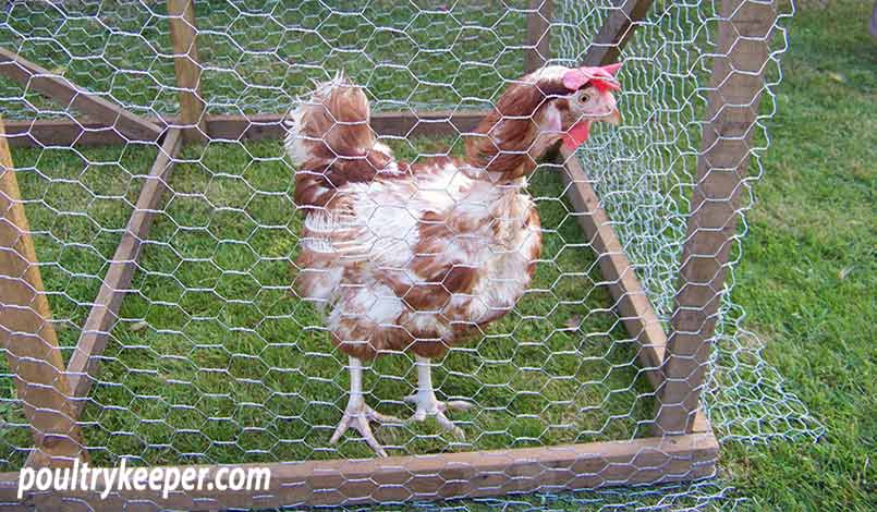 Ex Battery Hen in Chicken Run