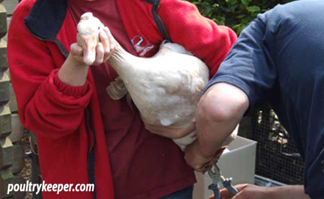 Fitting Metal Poultry Rings to Goose