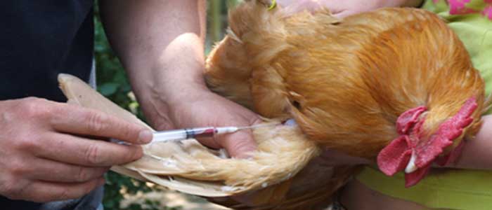 Vaccinating against Avian Influenza