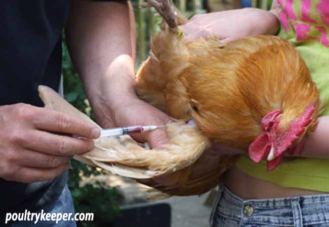 Vaccinating Chicken