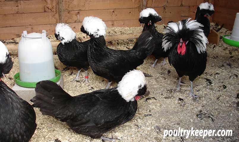 Breeding Pen of Poland Chickens