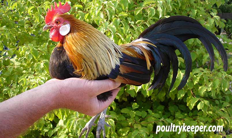 A Dutch Bantam Easily Handled