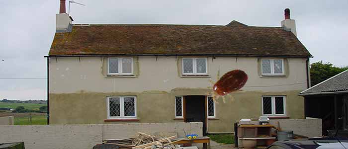 red mite infesting house