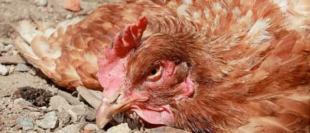 Newcastle Disease in Backyard Flocks 4 Newcastle Disease