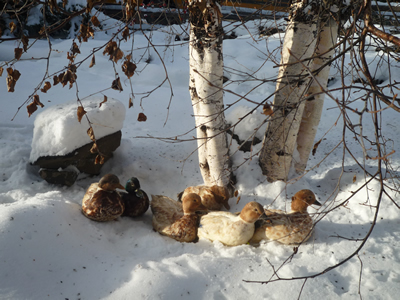 Snowy Ducks in Snow