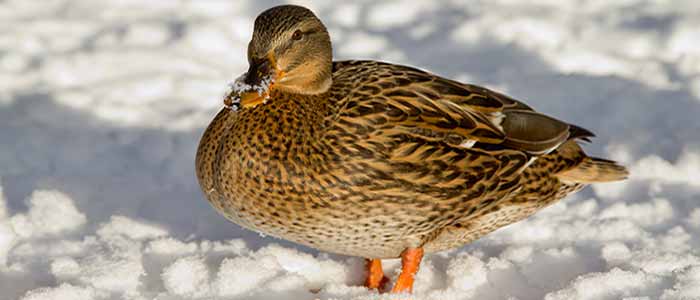 Duck in Snow