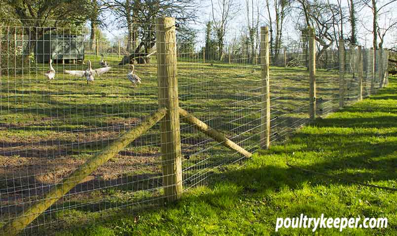 Fenced Chicken Pen