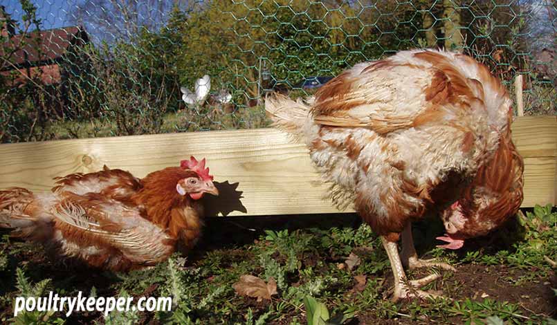 Ex-Battery Hens in Garden