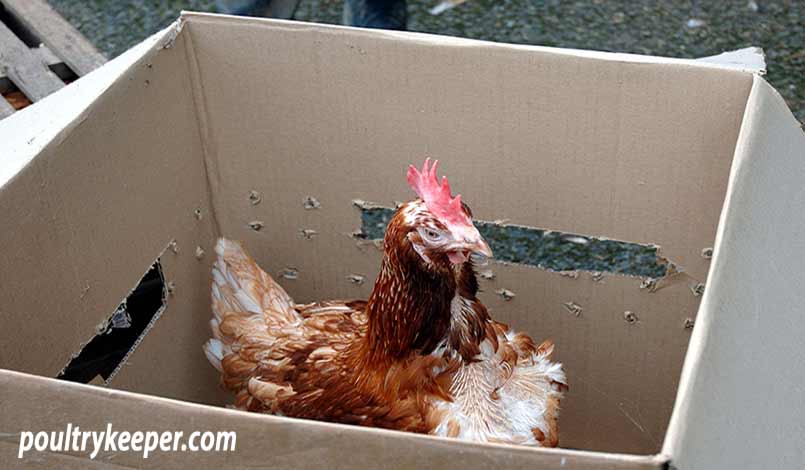 Tips Rehoming Battery Hens