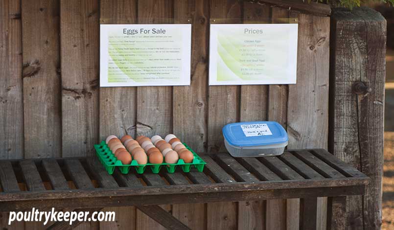 Selling Backyard Chicken Eggs