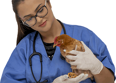 Vet with Chicken