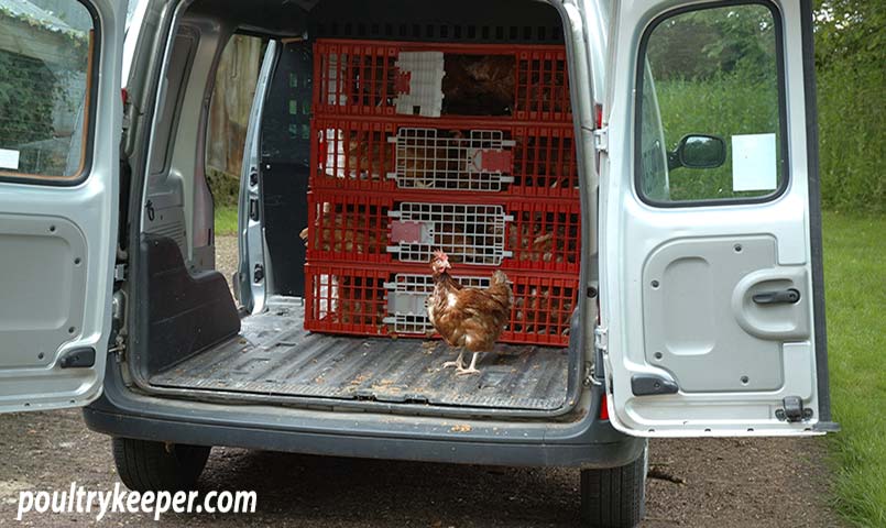 Battery Hen Rehoming Charity