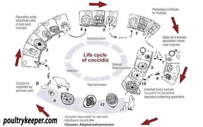 Coccidia life