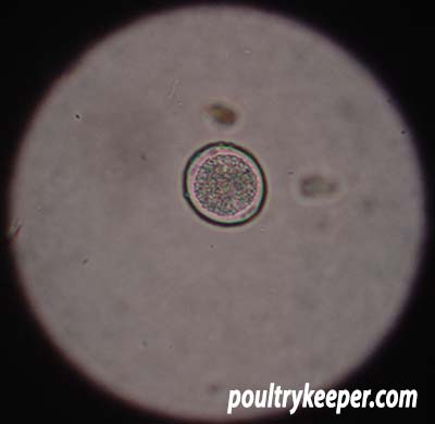 Coccidia Oocyst