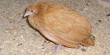 Coccidiosis in Chickens