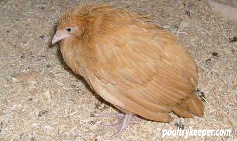 Chicken with Coccidiosis