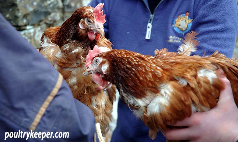 Rehoming Ex-Battery Hens