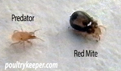 Predatory mite and red mite