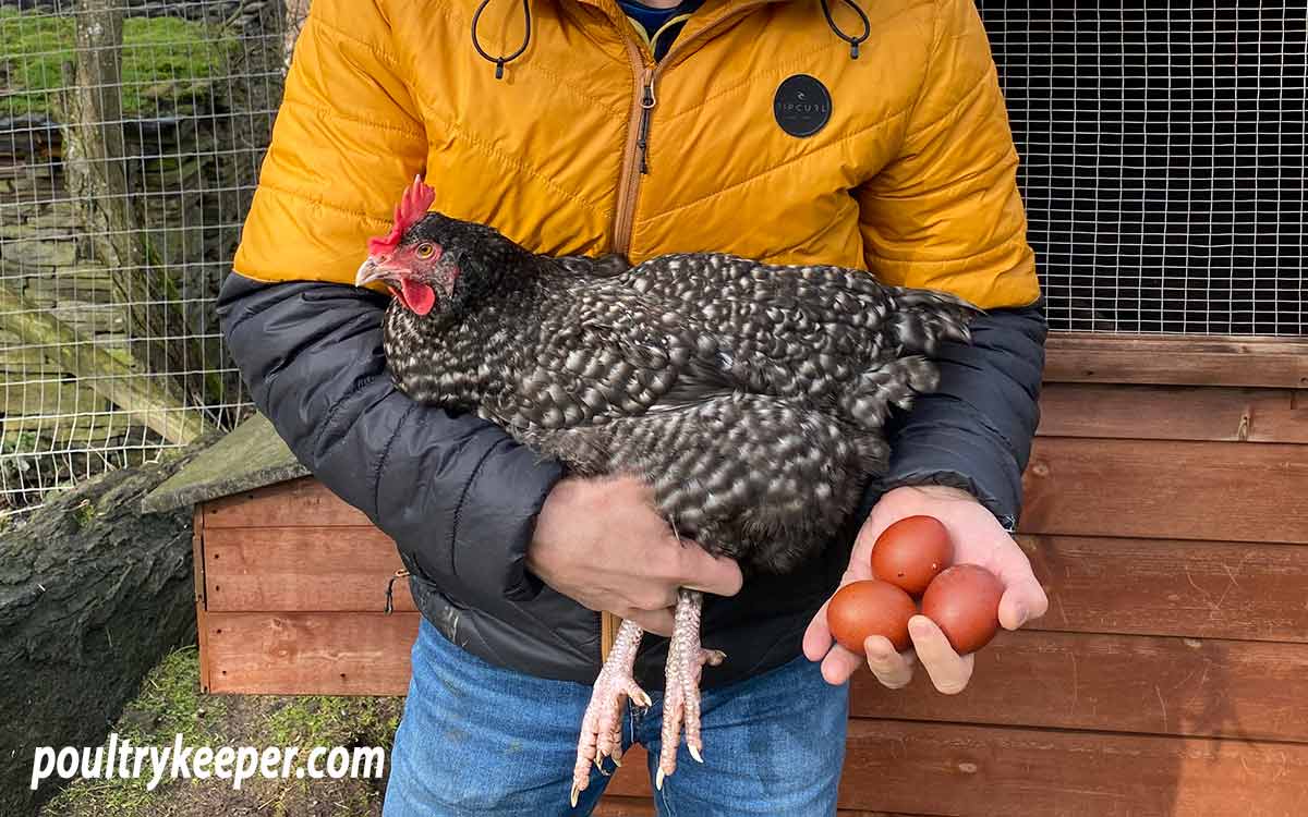 Breeding Marans Chickens