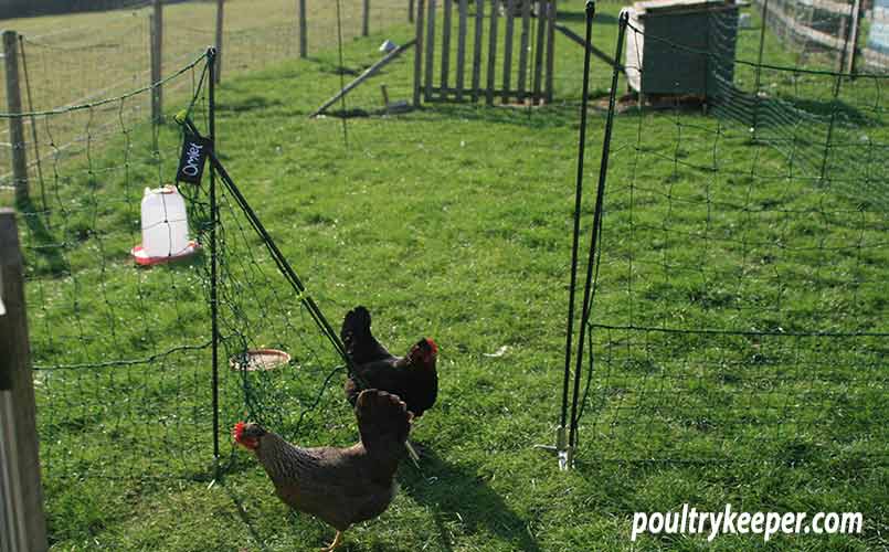 Movable Chicken Net, Temporary Chicken Fencing - Good Price