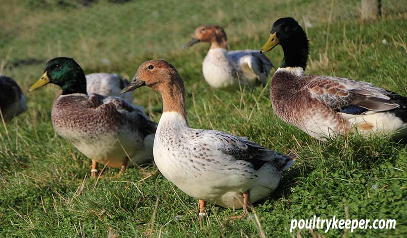 Abacot Ranger Ducks at Home