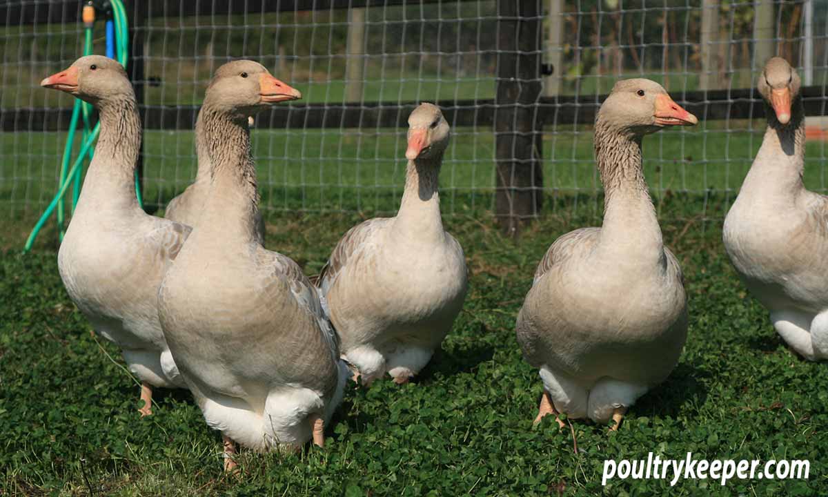 Geese vs. Ducks (and Other Poultry) - Backyard Poultry