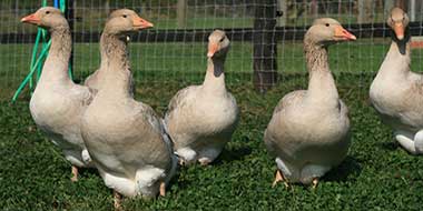 Beginners Guide To Keeping Geese